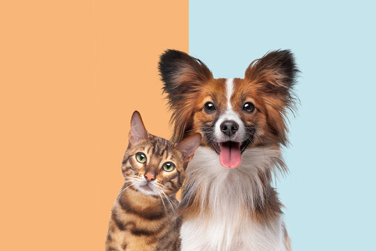 Pet
